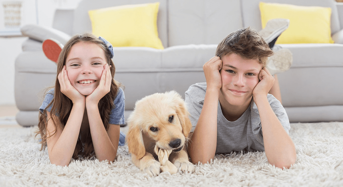 Clinton Township Carpet and Floors business image in Clinton Township, MI